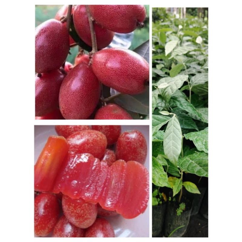 ต้นมะหลอดหวาน ผลใหญ่ผลสีแดงเนื้อแดงหวาน ต้นพร้อมปลูก สูง 30-50 ซ.ม ซื้อ 2 ต้นแถม 1 ต้น แบบเพาะเมล็ด