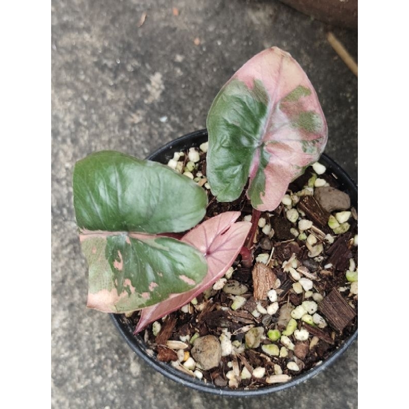 #Alocasia #Serendipity Variegated #เซเรนดิพิตี้ #ด่าง #ชมพู กระถาง 3.5 นิ้ว วิดิโออยู่ในโพสค่ะ