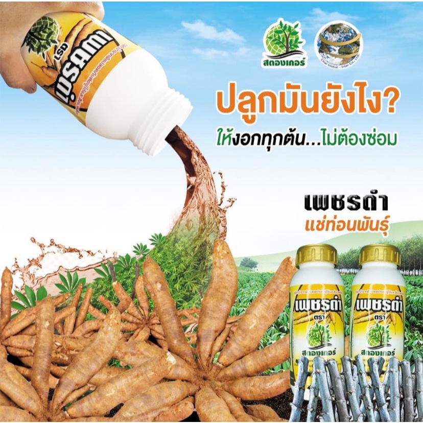 เพชรดำแช่ท่อนพันธุ์ เร่งกระตุ้นการแตกราก เร่งเปิดตาใบ หัวมันดก ป้องกันเพลี้ยแป้ง บรรจุ 500cc