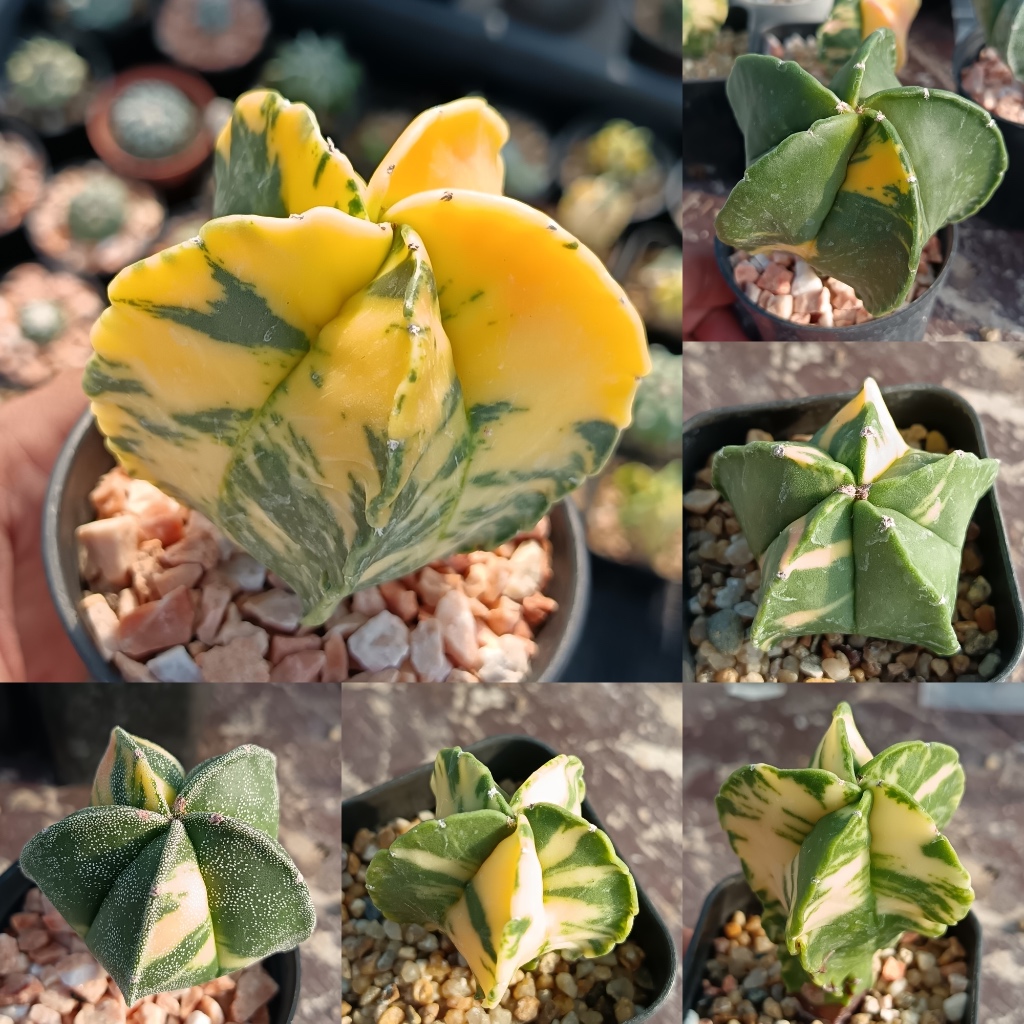 กระบองเพชร แอสโตรไฟตัม ไมริโอสติกม่า (ด่าง) Astrophytum Myriostigma ไม้เพาะจากเมล็ด