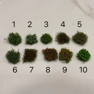 โมเดลพุ่มหญ้าดอกไม้เล็ก 10 สี ราคาต่อ 1 ชิ้น สำหรับสวนขวด ไดโอราคา พุ่มดอกไม้จิ๋ว