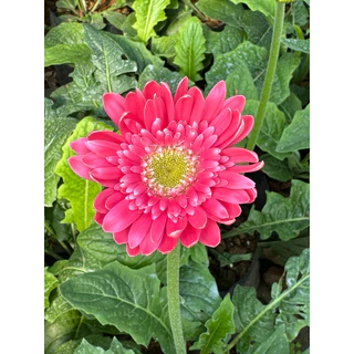 🌷ดอกเยอบีร่า🌷🌼มีหลากหลายสี