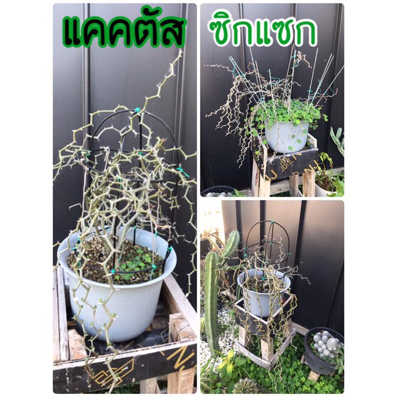 ต้นซิกแซก ยูโฟเบีย เดคาร์ยา Euphorbia Decarya madagascariensis แคคตัส กระบองเพชร