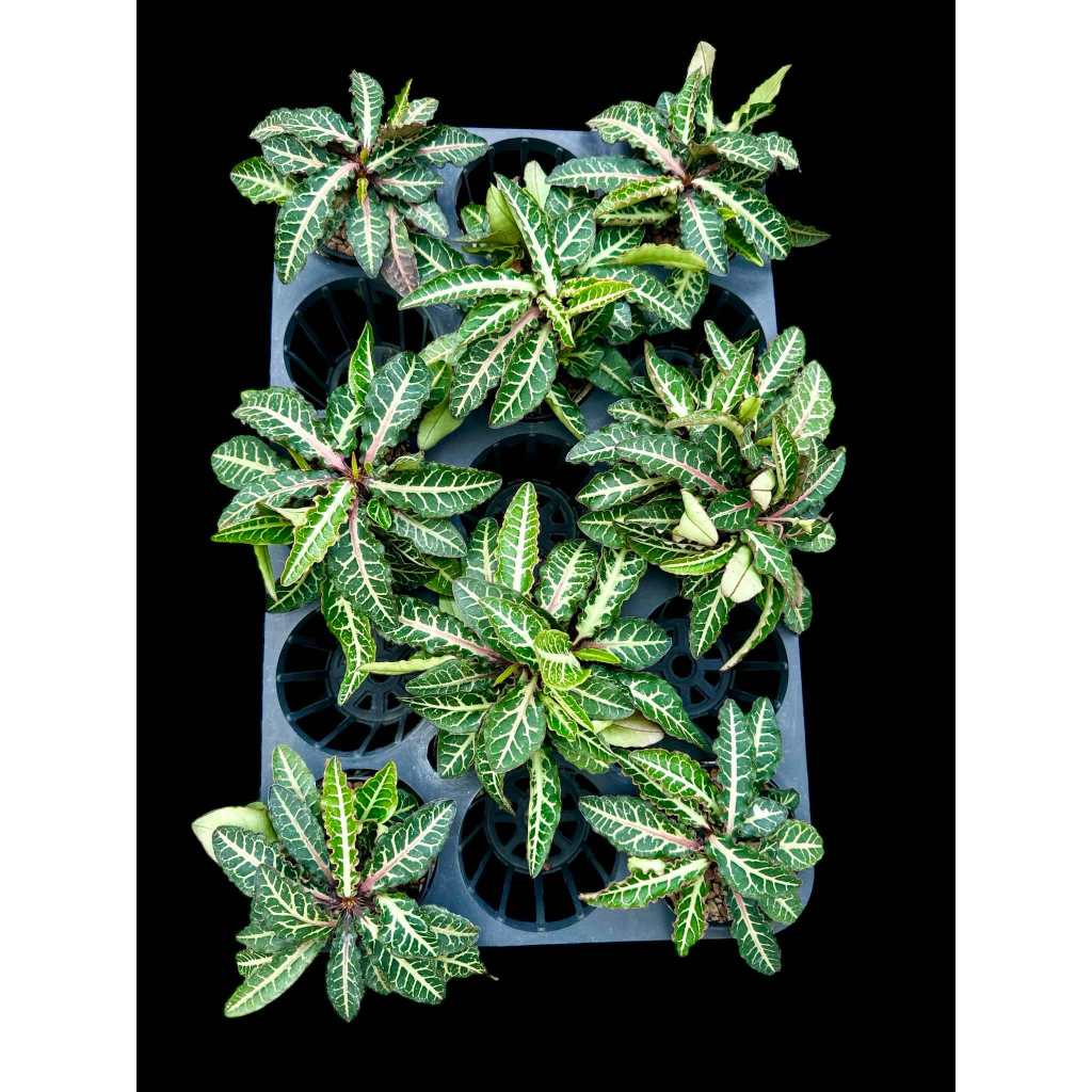 ฟรองซัวร์ Euphorbia Francoisii กระถาง 3 นิ้ว ส่งแบบล้างราก แคคตัส ไม้อวบน้ำ Cactus and Succulent