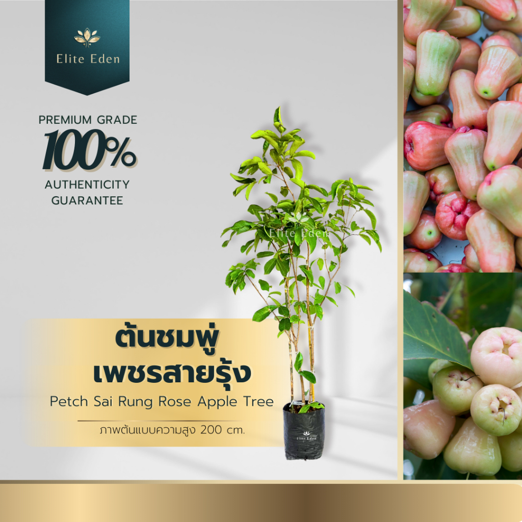 ต้นชมพู่เพชรสายรุ้ง สูง150-200 cm. (ต้นใหญ่) ประกันพันธุ์แท้100% ผลของชมพู่ สรรพคุณใช้เป็นยาชูกำลัง