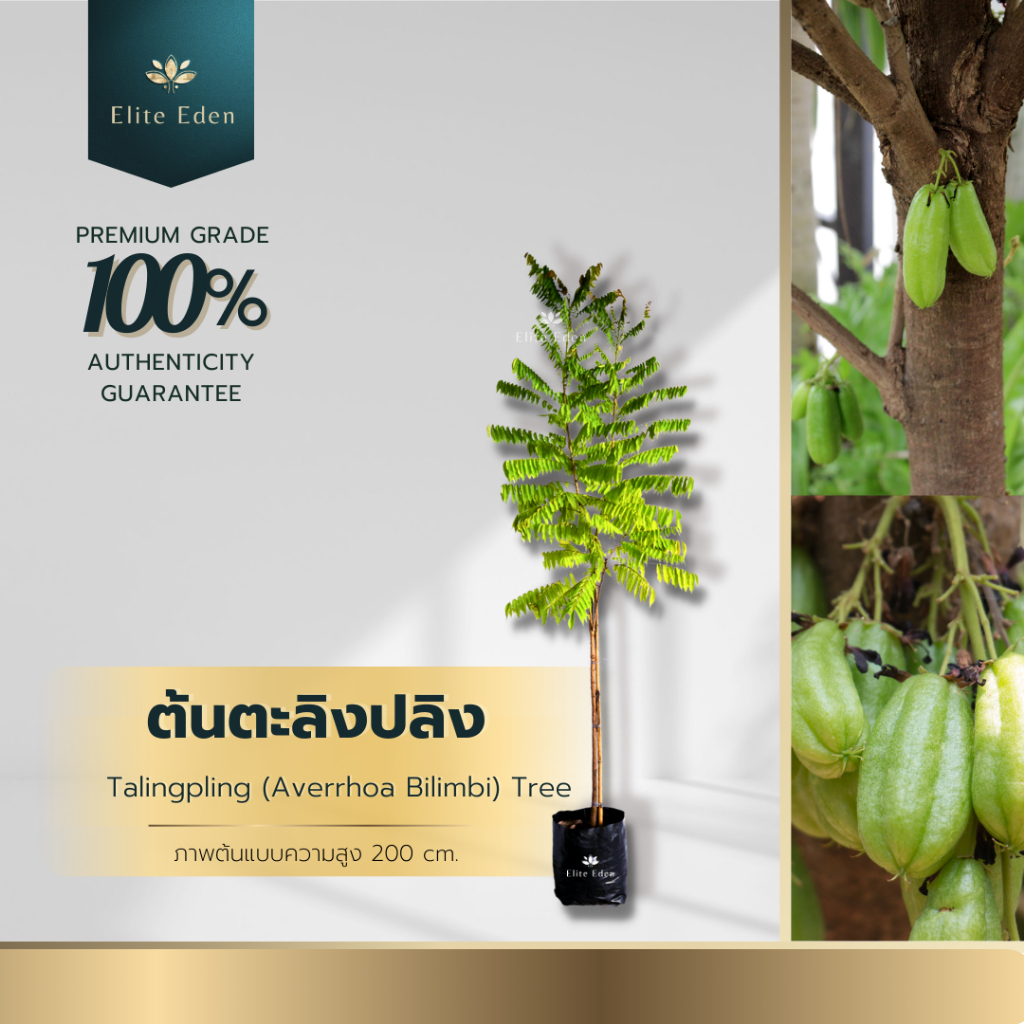 ต้นตะลิงปลิง สูง 150-200 cm. (ต้นใหญ่) ผลดก เปรี้ยวจี๊ด ช่วยบำรุงกระเพาะอาหาร ฝาดสมานและลดไข้