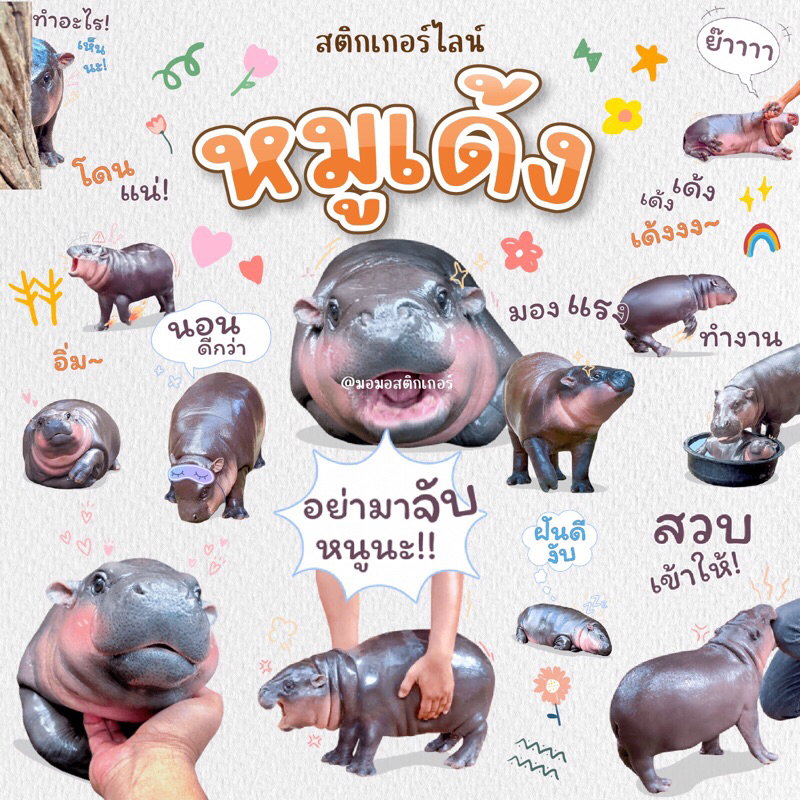 🦛 สติกเกอร์ไลน์ ฮิปโป ฮิปโปแคระ หมูตุ๋น ขาหมู หมูเด้ง คุณแฟลช แอนด์เดอะแก๊ง พร้อมส่ง ใช้ได้ถาวร