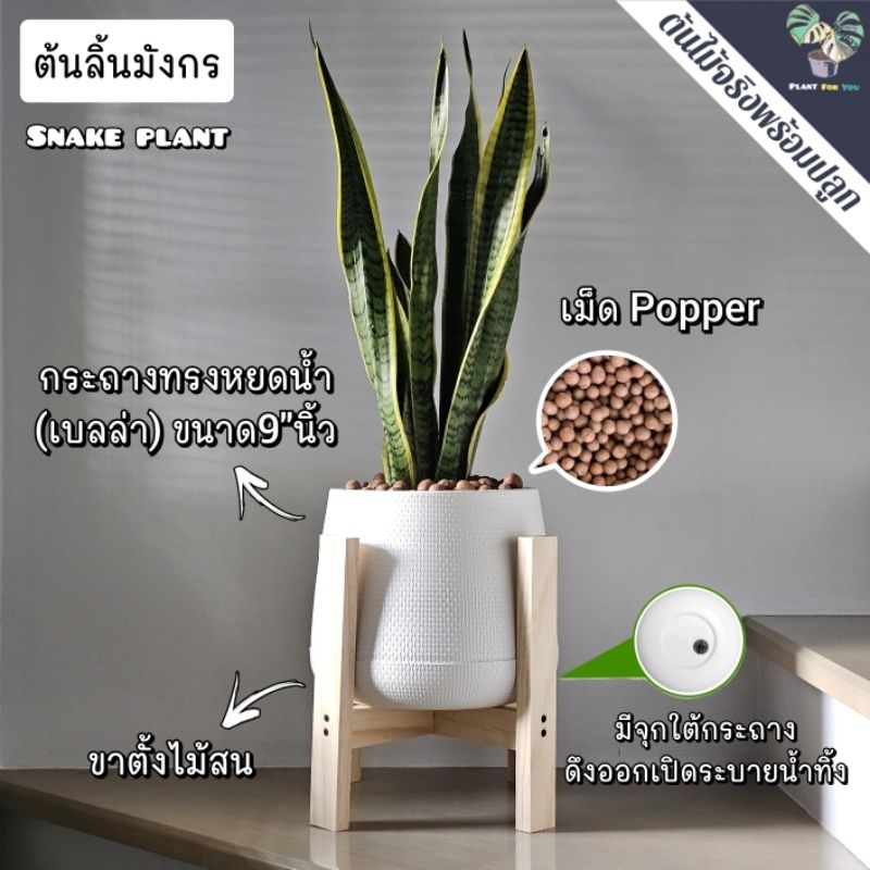 🐉💛ต้นลิ้นมังกรเหลือง (Snake Plant) "กอใหญ่" สูง60-70 cm. กระถางเบลล่า9"นิ้ว+เม็ดpopper+ขาตั้ง ไม้สน (ต้นไม้ฟอกอากาศ)