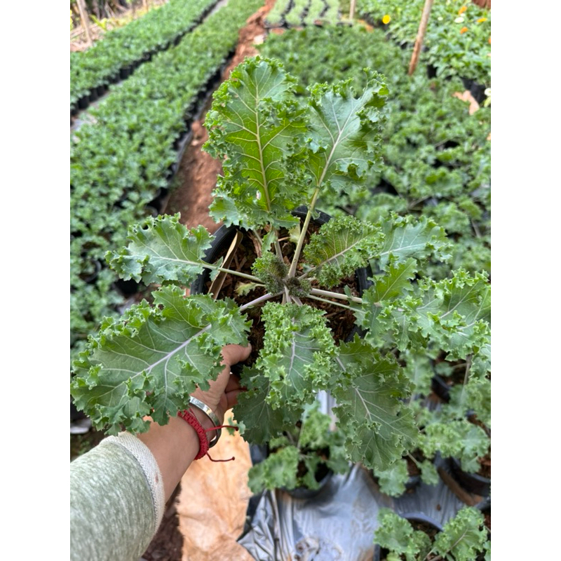 🥬ผักเคลใบหยิก 🥬กระถาง8นิ้ว