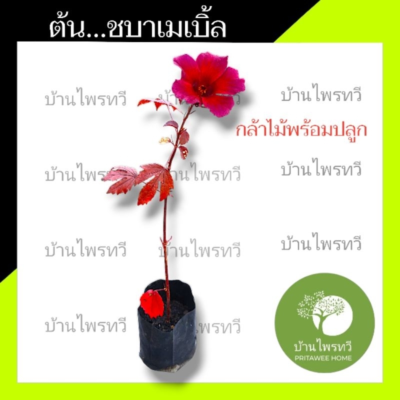 ต้นชบาเมเปิ้ล กล้าไม้พร้อมปลูก ชอบเเดด ชบาเมเปิ้ล ต้นเมเปิ้ล เมืองไทย