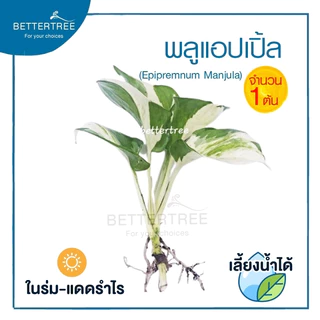พลูแอปเปิ้ล (จำนวน 1 ต้น) Epipremnum Mujula ต้นไม้ฟอกอากาศ พลูด่าง ต้นไม้ในร่ม ต้นไม้ plant พลูแอปเปิ้ล
