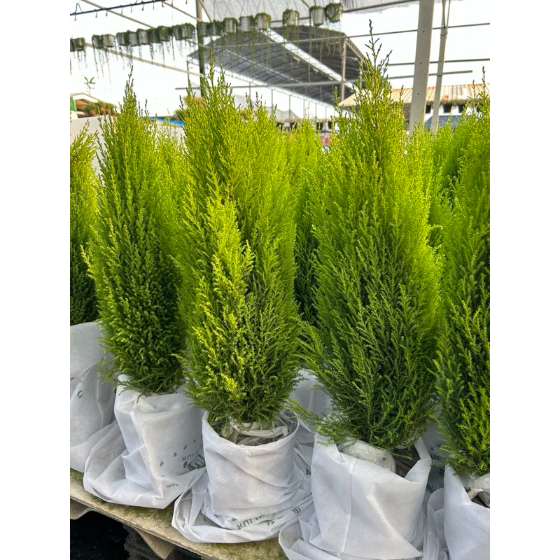 ต้นสนเลม่อน  LEMON CYPRESS สีใบเขียวอ่อน สนกลิ่นมะนาว ให้กลิ่นหอมอโรม่าช่วยให้ผ่อนคลายไล่ยุง50-60cm