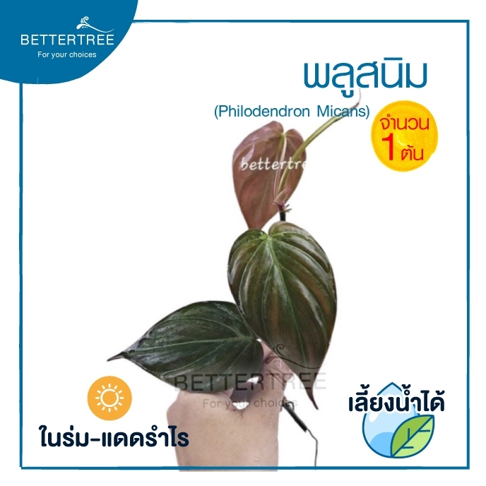พลูสนิม  (จำนวน 1 ต้น)  Black Gold Philodendron/Velour Philodendron  ต้นไม้ฟอกอากาศ ต้นไม้  ต้นไม้ในร่ม พลูด่าง