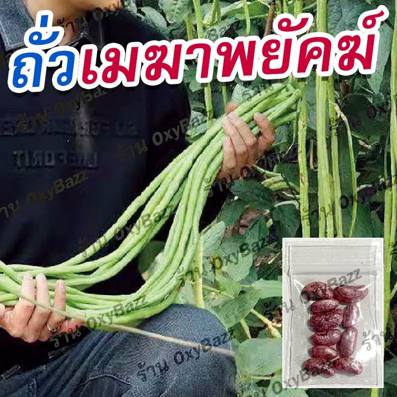 เมล็ดพันธุ์ถั่วเมฆาพยัคฆ์ 10 เมล็ด เมล็ดถั่วฝักยาวเมฆาพยัคฆ์ เมล็ดถั่วฝักยาว (10แถม1)