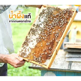 น้ำผึ้งเกสรดอกไม้ป่า เกสรดอกลำไย (HONEY BEAR) 1000กรัม (3 ขวด) น้ำผึ้งแท้ 100% ไม่มีสารกันบูด ไม่ผสมน้ำตาล มาตรฐานอย.GMP