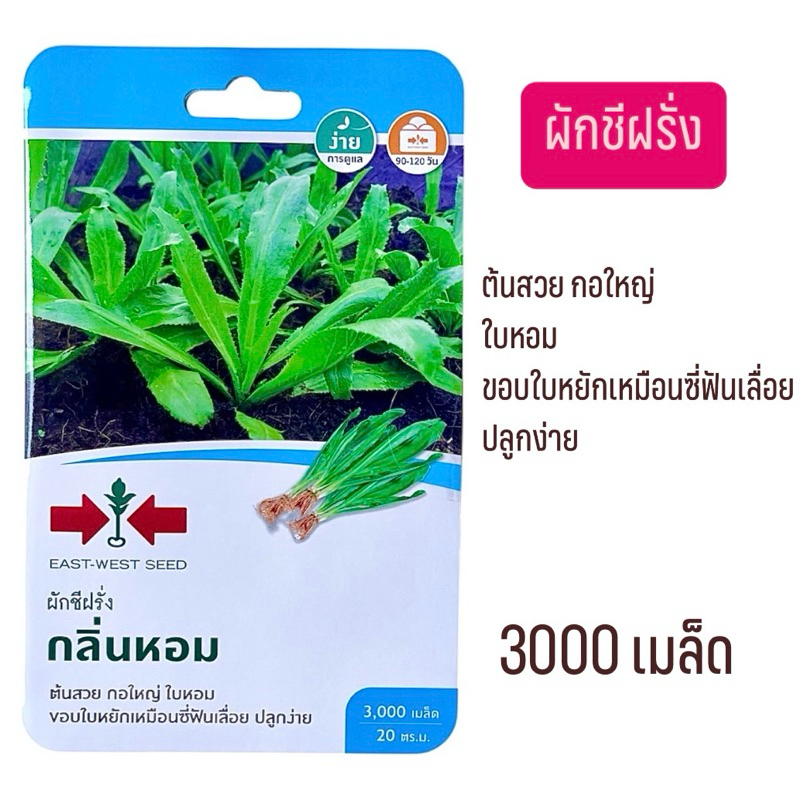 ศรแดง ผักชีฝรั่ง (3000 เมล็ด)
