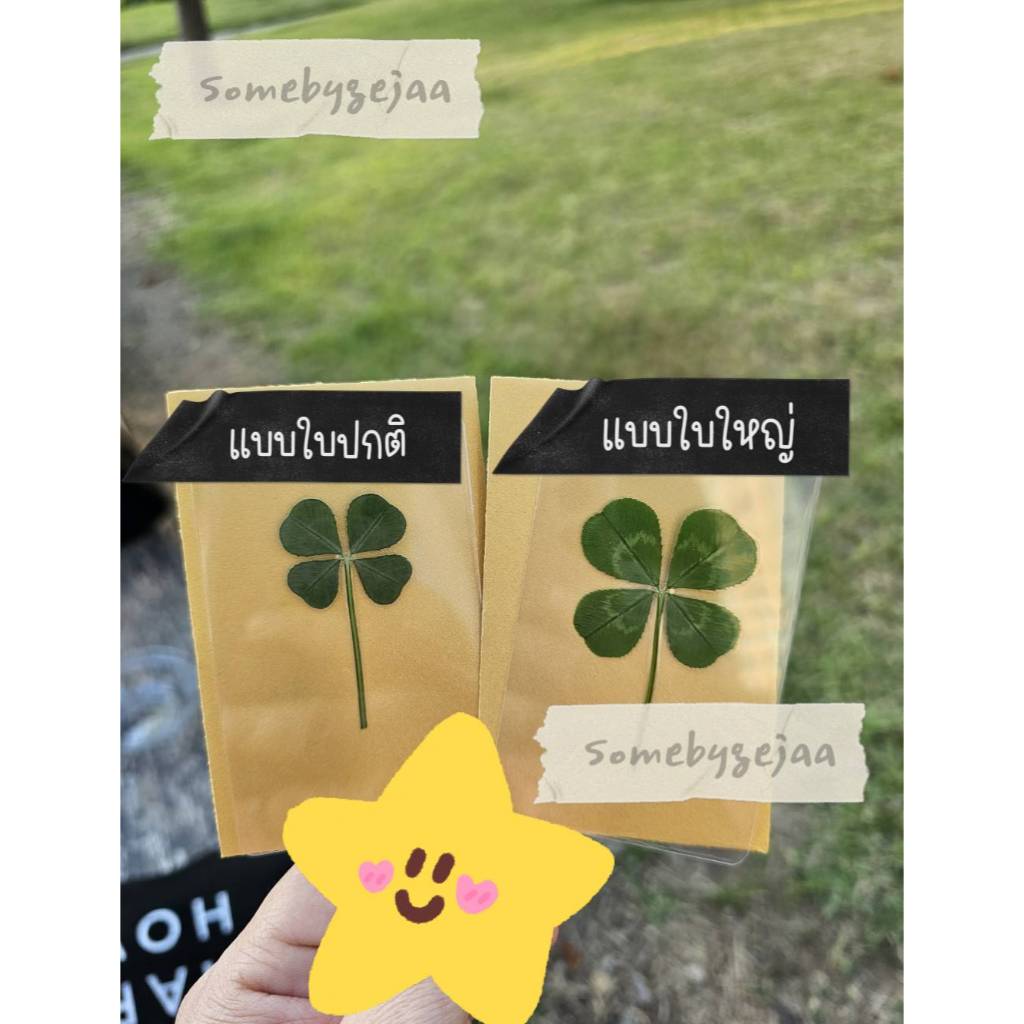 [สินค้าของแท้100% พร้อมส่ง] Clover leaf ใบโคลเวอร์ 4แฉก ของแท้จากเกาหลี พร้อมซองสีทอง (ใบปกติ / ใบใหญ่) ราคา ถูกที่สุด ดีลบีเคเค