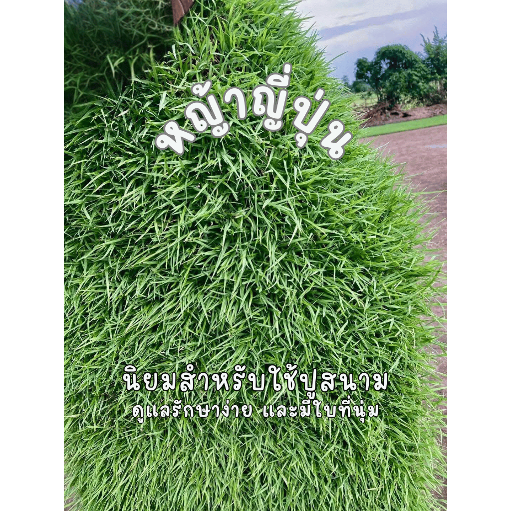 หญ้าญี่ปุ่นแท้ สดใหม่ พร้อมปลูก! นิยมปูพื้นคลุมดินจัดสวน ตกแต่งเพิ่มความสวยงาม ปรับภูมิทัศน์