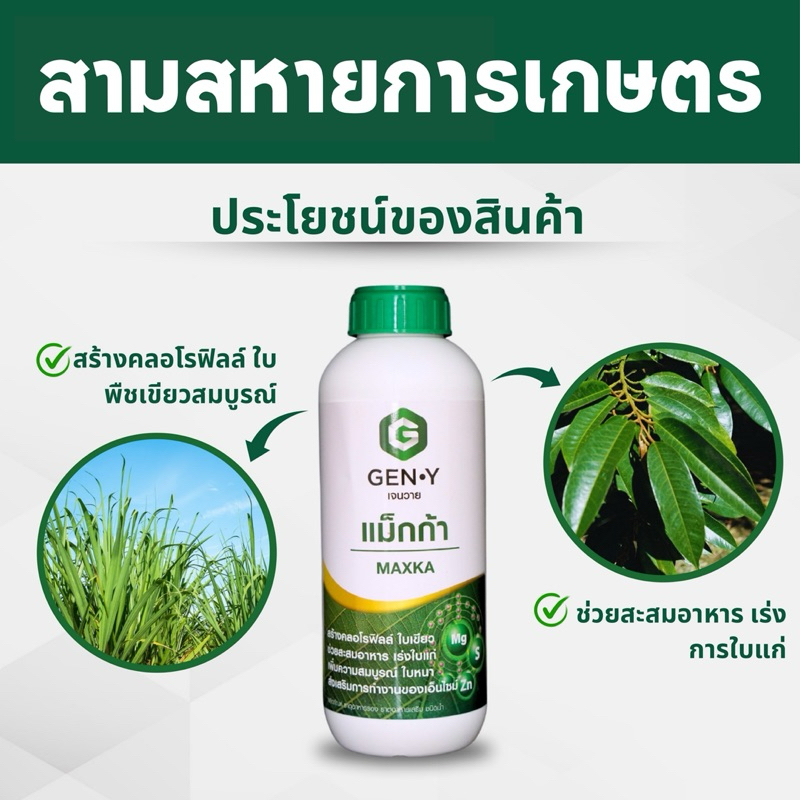 แม็กก้า (แมกนีเซียม,กำมะถัน,สังกะสี) ช่วยให้พืชใบเขียว ช่วยสะสมอาหาร ใบหนา