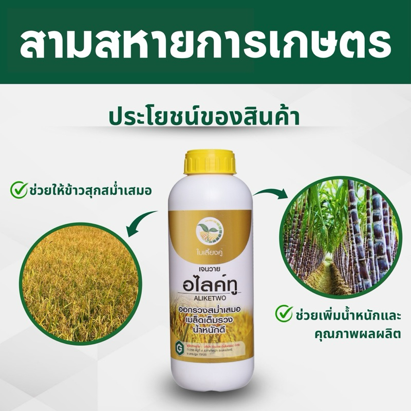 อไลค์ทู - ฮอร์โมนบำรุงข้าวตั้งท้อง-ออกรวง ช่วยกระทุ้งคอรวง ทำให้ข้าวออกรวงสม่ำเสมอ เมล็ดเต่ง เมล็ดใหญ่ ได้น้ำหนัก