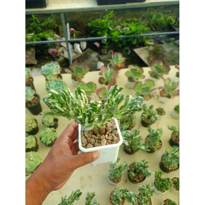 crassula gollum variegated กุหลาบหิน ไม้อวบน้ำ succulent echeveria