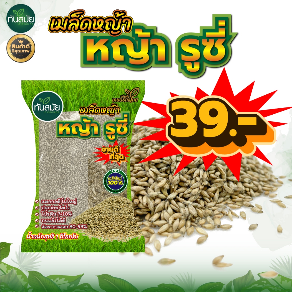 (เมล็ดหญ้าใหม่) เมล็ดหญ้ารูซี่ เลี้ยงสัตว์ กินนีสีม่วง / สวีทจัมโบ้ 500กรัมและ 1กิโลกรัม หญ้าเลี้ยงวัว หญ้าพันธุ์อย่างดี