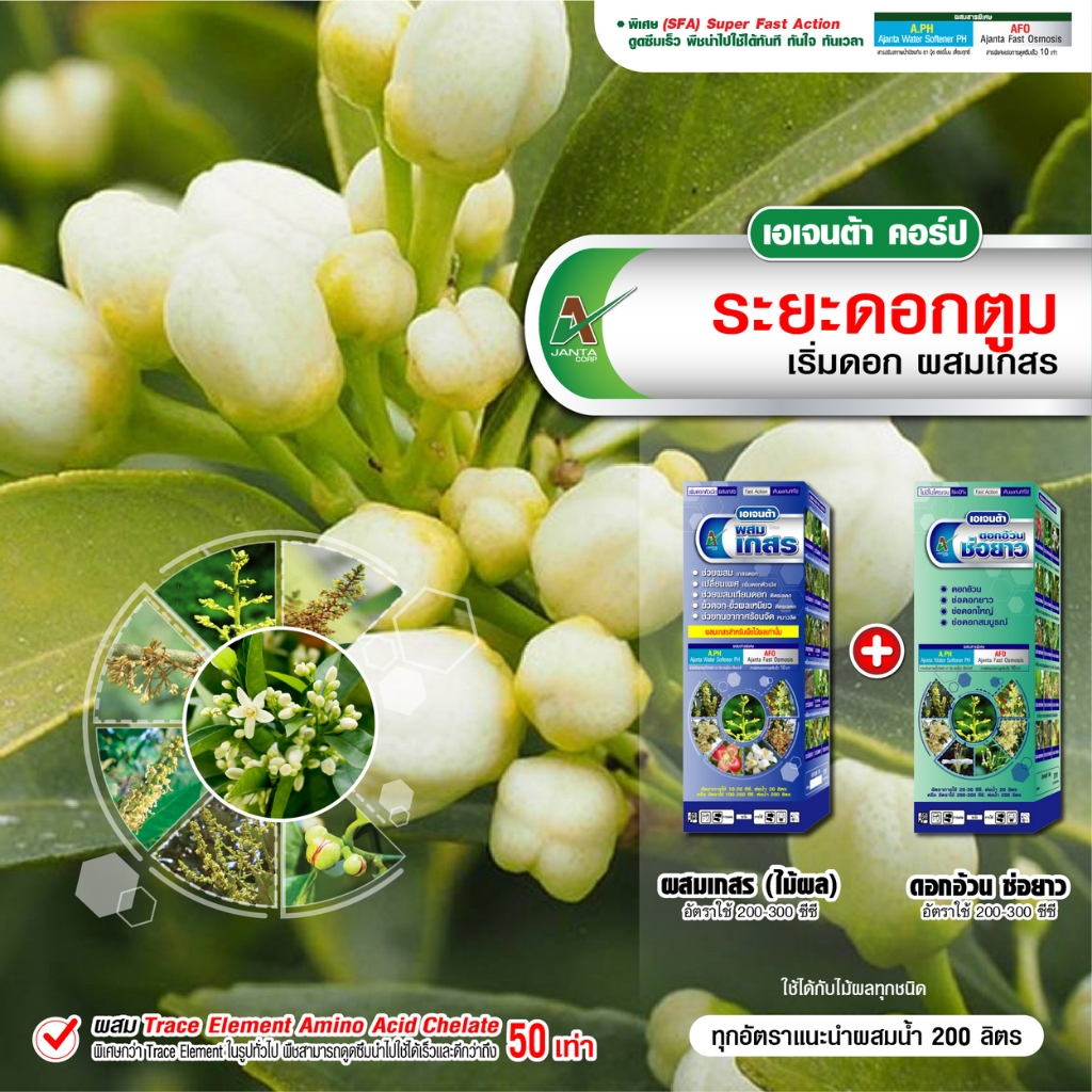 ผสมเกสรส้ม ผสมเทียมเกสร ติดผลดก ขั้วเหนียว ลดดอกร่วง ออกผลพร้อมกันทั้งต้น ชุดคู่ 1 ลิตร เอเจนต้า คอร์ป
