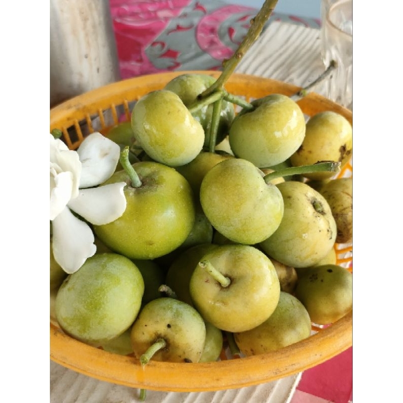 ต้นพลับนมสด /ละมุดขาว /ไวท์ซาโปเต้ White Sapoteเพาะเมล็ดสูง30-40เซนติเมตร