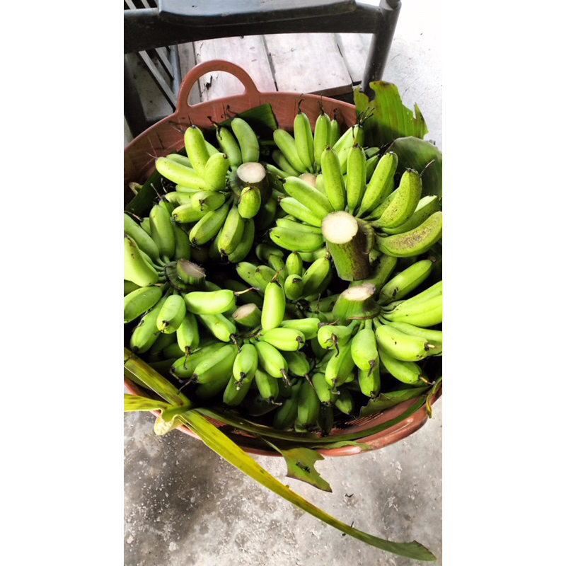 กล้วยไข่ดิบ (พร้อมส่ง) กล้วยไข่นครศรีฯ / หน่อกล้วยไข่