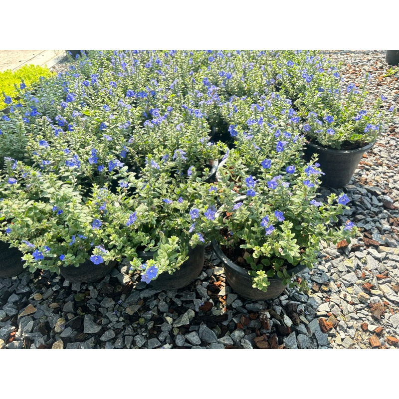 ต้น ฟ้าประดิษฐ์ Ground Morning Glory ไม้ประดับ ไม้คลุมดิน ไม้มงคล มีความหมายถึงความรักที่ยั่งยืนและค