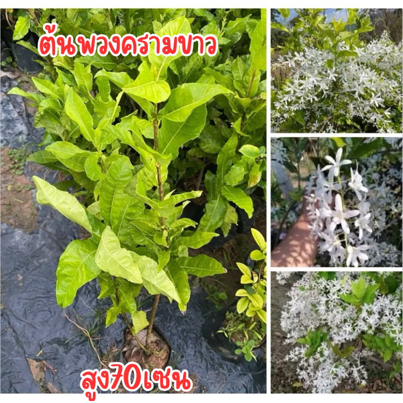 ต้นพวงครามขาว พร้อมส่ง สูง50เซน