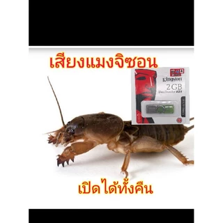 เสียงล่อแมงจิซอน(แมงซอน)สินค้าพร้อมส่งทุกวัน