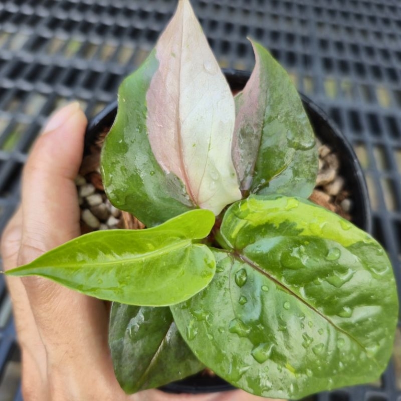 ไม้ด่าง ไฮบริด  Anthurium Renaissance/Hybrid