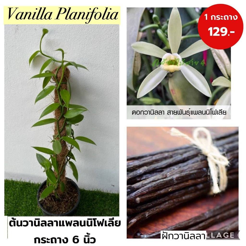 ต้นวานิลลาสายพันธุ์แพลนนิโฟเลีย กระถาง 6 นิ้ว ความยาวเถา 50 ซม.