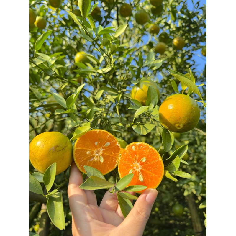 รูปภาพ 7