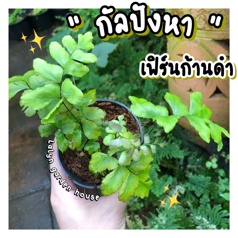 NEW ! เฟิร์นกัลปังหา (ก้านดำสวย) ใบหยักสวย ก้านดำแข็งแรง สาวกเฟิร์นต้องมี
