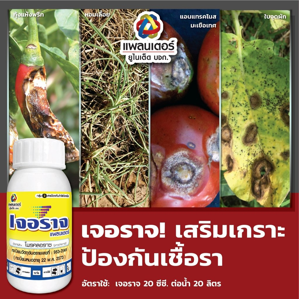 เจอราจ โพรคลอราช 45% ป้องกันรักษา กุ้งแห้งพริก โรคแอนแทรคโนส หอมเลื้อย บ.แพลนเตอร์ ยูไนเต็ด100 cc.