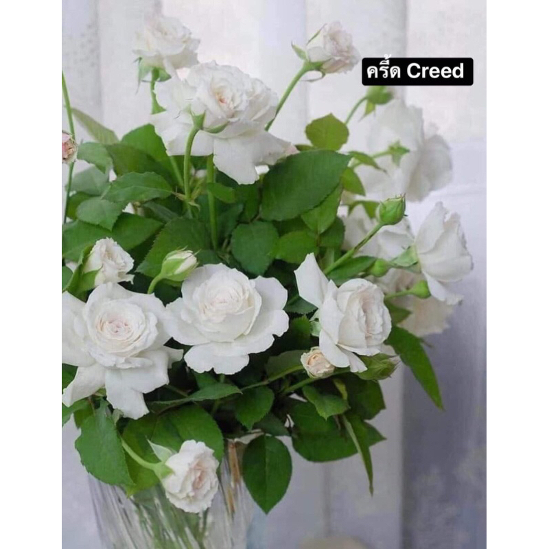 กุหลาบ-ครี้ด ”Creed“  สีขาว หอมแรง ดอกดกเป็นช่อ เลี้ยงง่าย