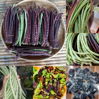 เมล็ดพันธุ์ถั่วปีถั่วดำ 100 เมล็ด 49 บาทเนื้อแน่นเนื้อหนาตำส้มตำแซ่บซื้อ2เเถม1ซอง
