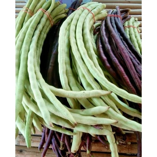 เมล็ดพันธุ์ถั่วปีถั่วดำ 100 เมล็ด 49 บาทเนื้อแน่นเนื้อหนาตำส้มตำแซ่บซื้อ2เเถม1ซอง
