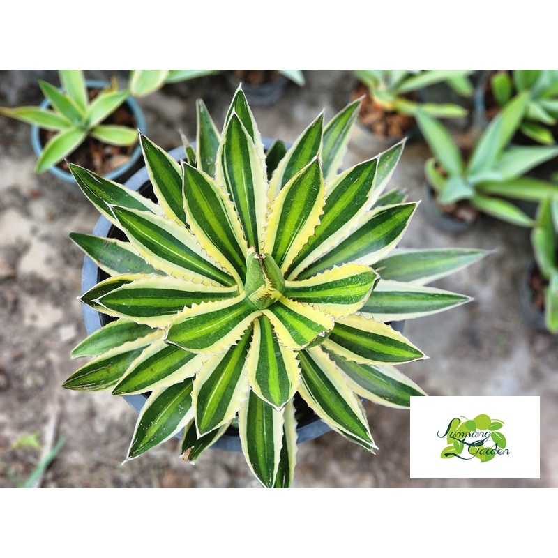 ต้น อากาเว่ ควอดิคัลเลอร์ Lophantha quadricolor กระถาง 3 รูปที่ 6