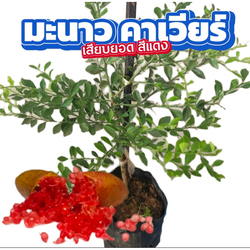มะนาวคาเวียร์ สีแดง 1 ต้น เสียบยอด