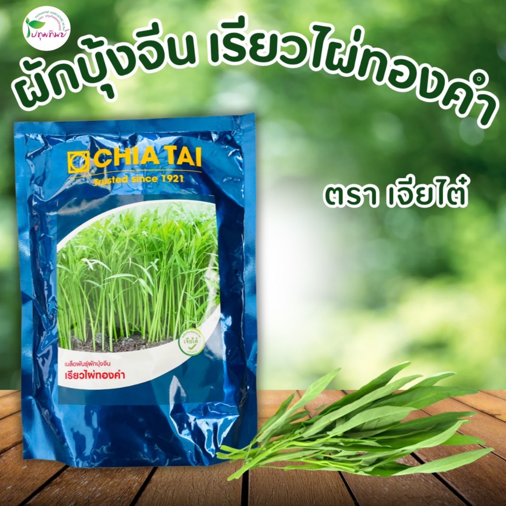 เมล็ดพันธุ์ผักบุ้งจีน เรียวไผ่ทองคำ ตราเจียไต๋ ขนาด 1 กิโลกรัม