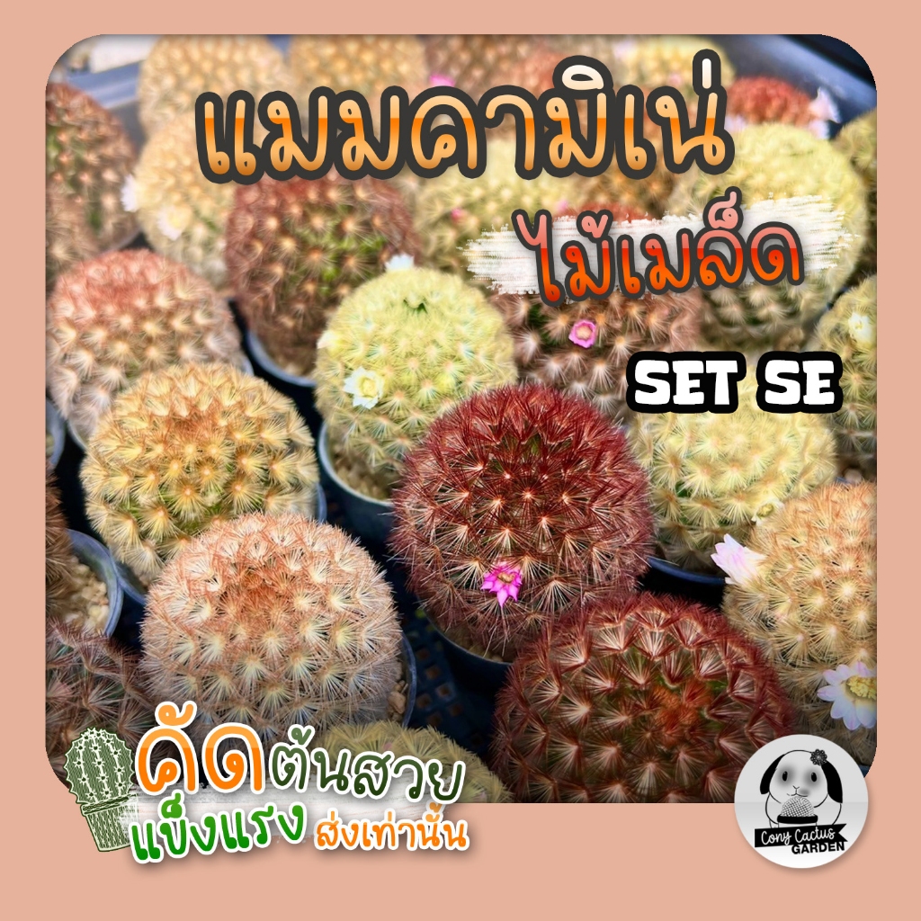 ต้นแมมคามิเน่ ((( เลือกต้นได้ ))) Set SE (Mammillaria carmenae) ไม้เพาะเมล็ด - ต้นกระบองเพชร ราคาถูก ต้นแคคตัส