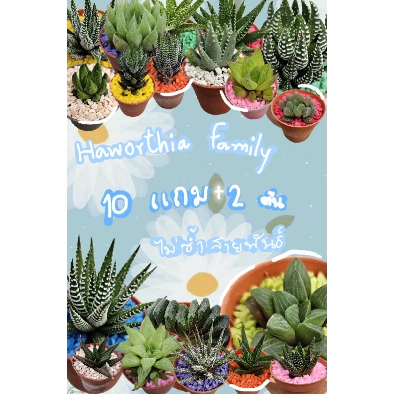 🔥10 แถม 2 HAWORTHIA  family คละแบบ (((  12ชนิด  )))🔥