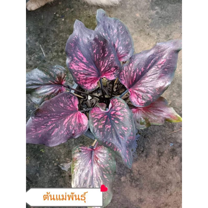บอนสีชินบัญชรบอนโบราณ