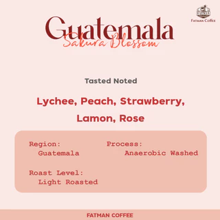เมล็ดกาแฟคั่วอ่อน Guatemala Sakura Blossom (Exotic coffee)