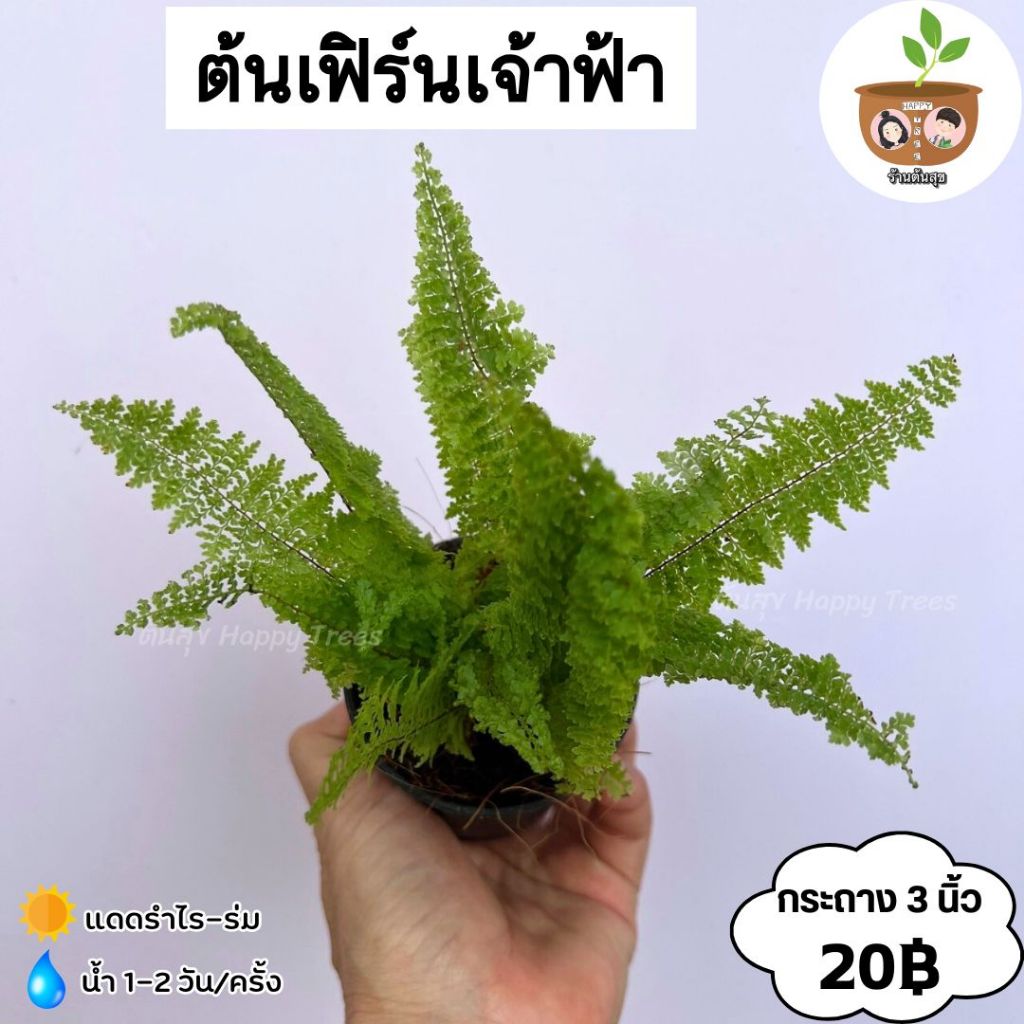 ต้นเฟิร์นเทพพนม จัดส่ง 2 ต้นขึ้นไป คละแบบได้