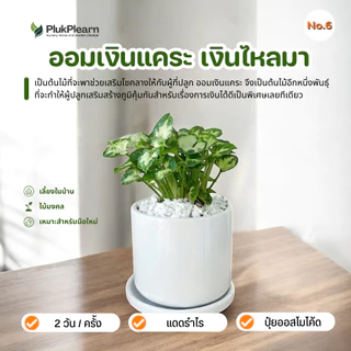 ต้นไม้มงคล เซท พร้อมกระถางเซรามิค เกรด AA วางในบ้านได้ เลี้ยงง่าย มือใหม่หัดเลี้ยง ดูแลง่าย