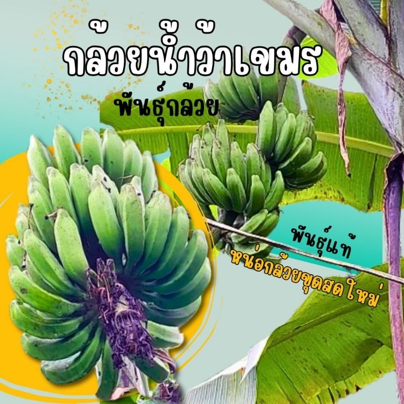พันธุ์กล้วยวน้ำว้าเขมร(Khmer banana variety...delicious and sweet )
